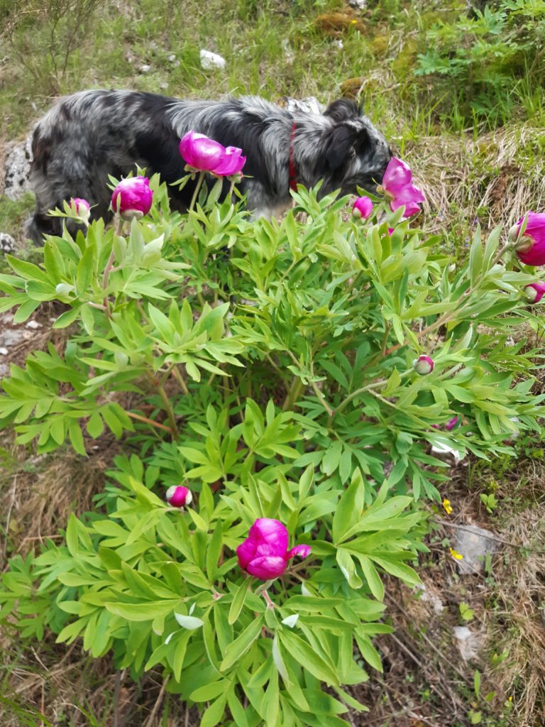 randonnée du 15 mai 2021 de Saint Ribert à Gréolières les neiges